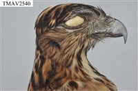 鳳頭蒼鷹藏品圖，第14張